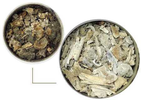 汚れた遺骨と洗浄・乾燥後の遺骨