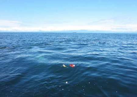 粉骨したご遺骨を海洋散骨で花びらとともに海へ還す様子